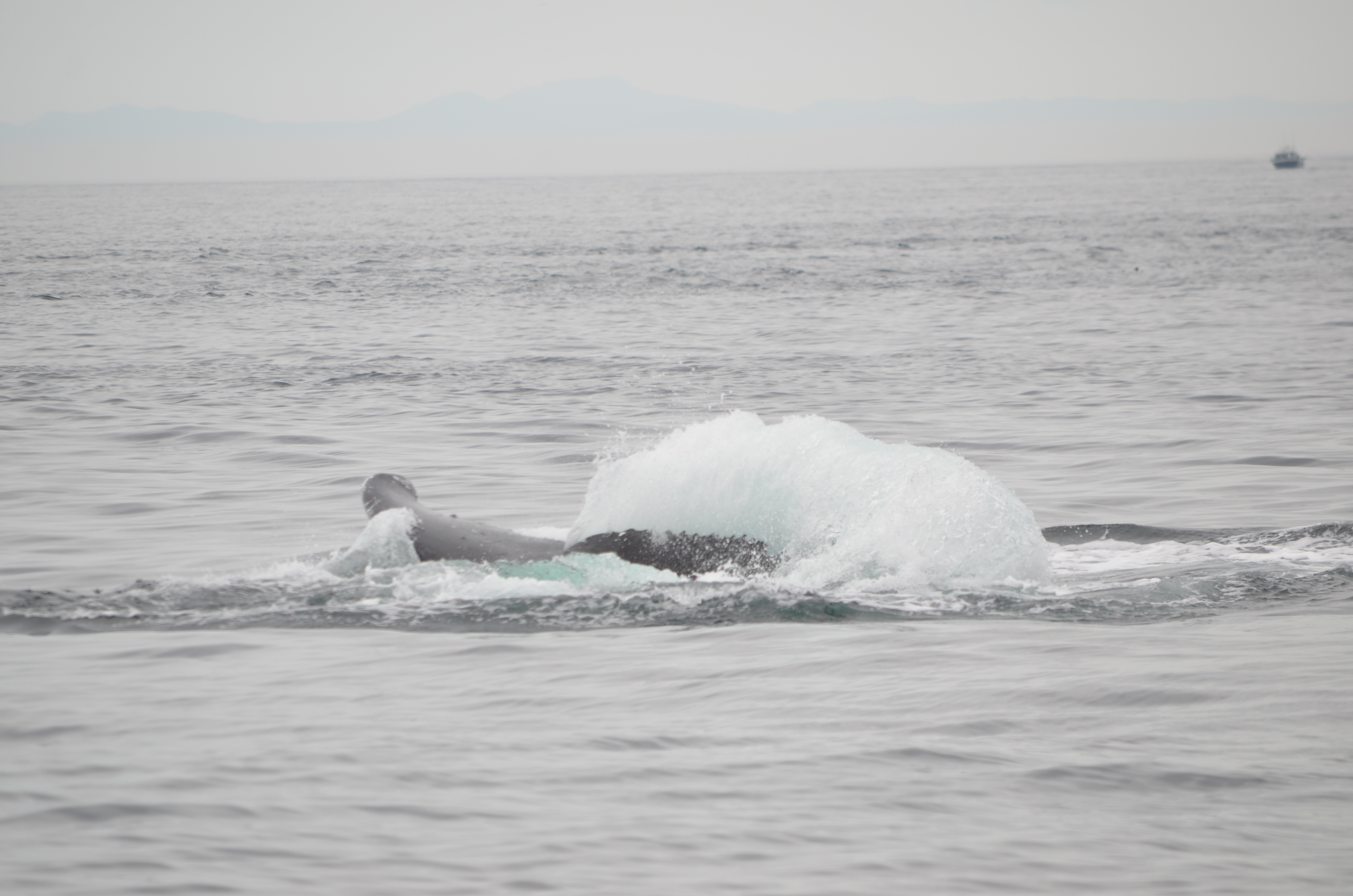 photos/wildlife/Mammal_Species/Humpback Whale/DSC_0187.JPG